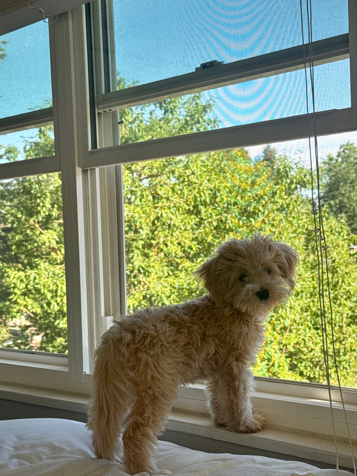 Lucy